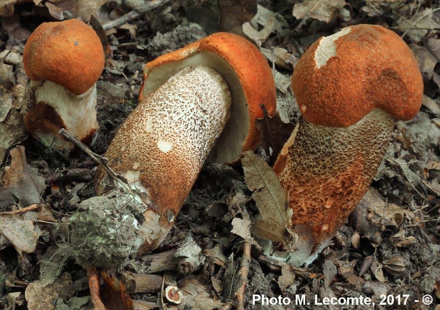 Leccinum aurantiacum