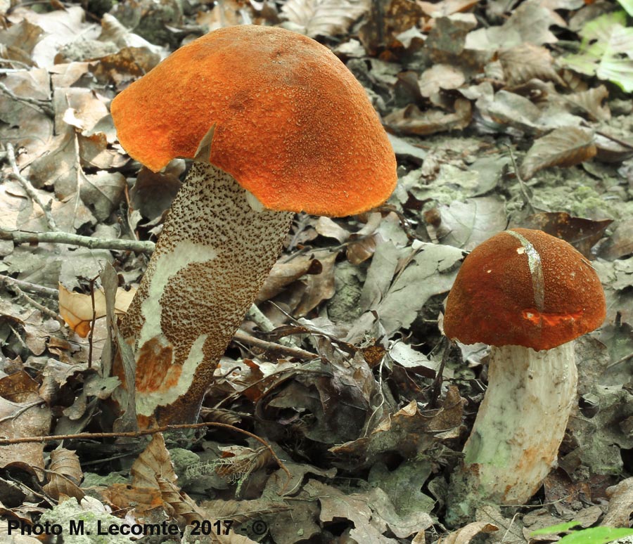 Leccinum aurantiacum