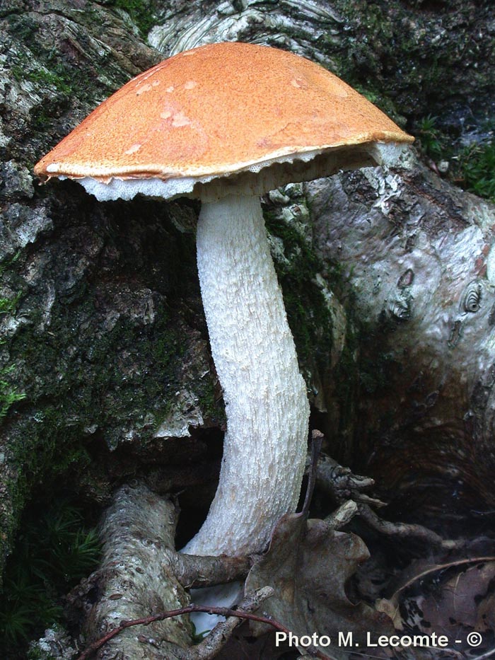 Leccinum aurantiacum