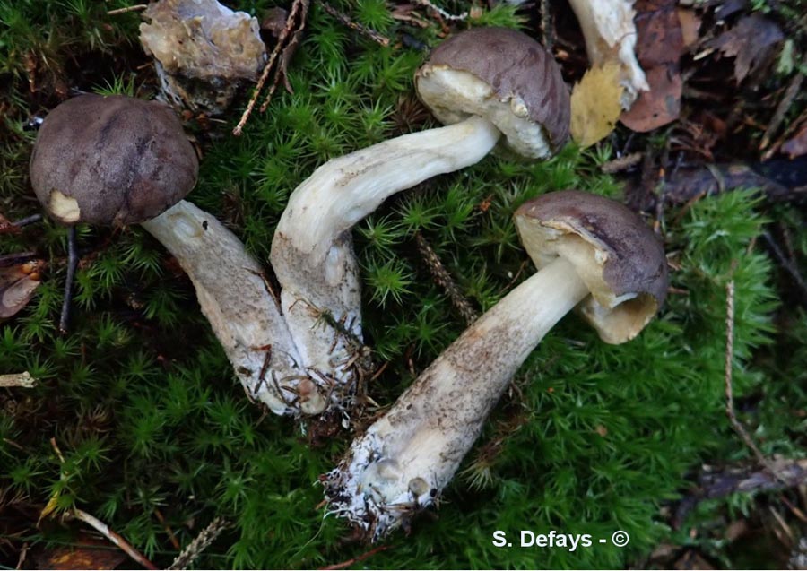 Leccinum brunneogriseolum