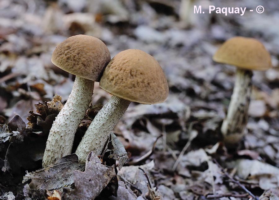 Leccinum pseudoscabrum (Leccinum carpini)