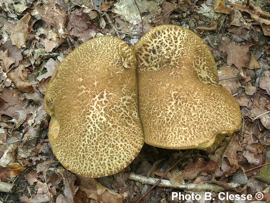 Leccinum crocipodium