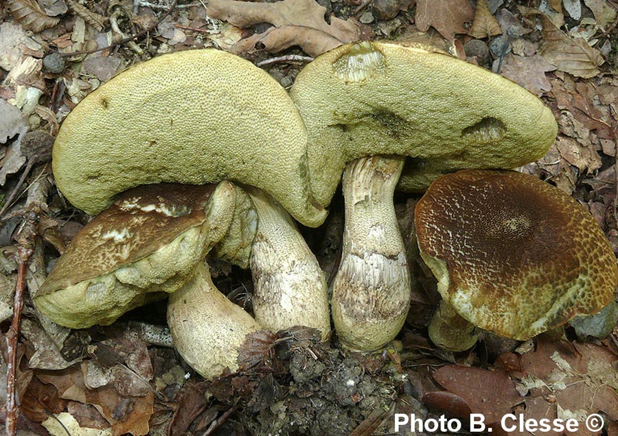 Leccinum crocipodium