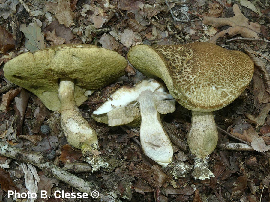 Leccinum crocipodium