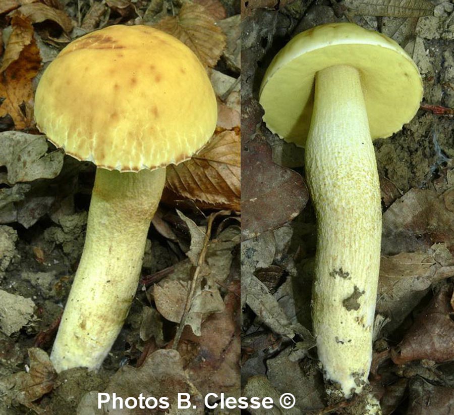 Leccinum crocipodium