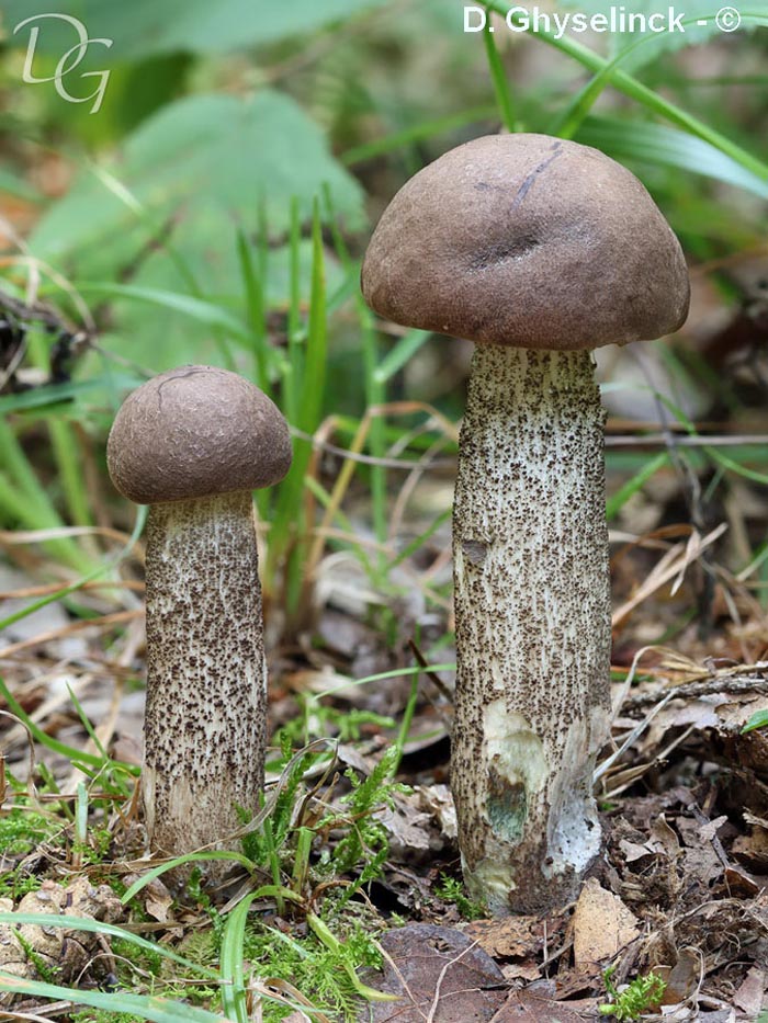 Leccinum duriusculum