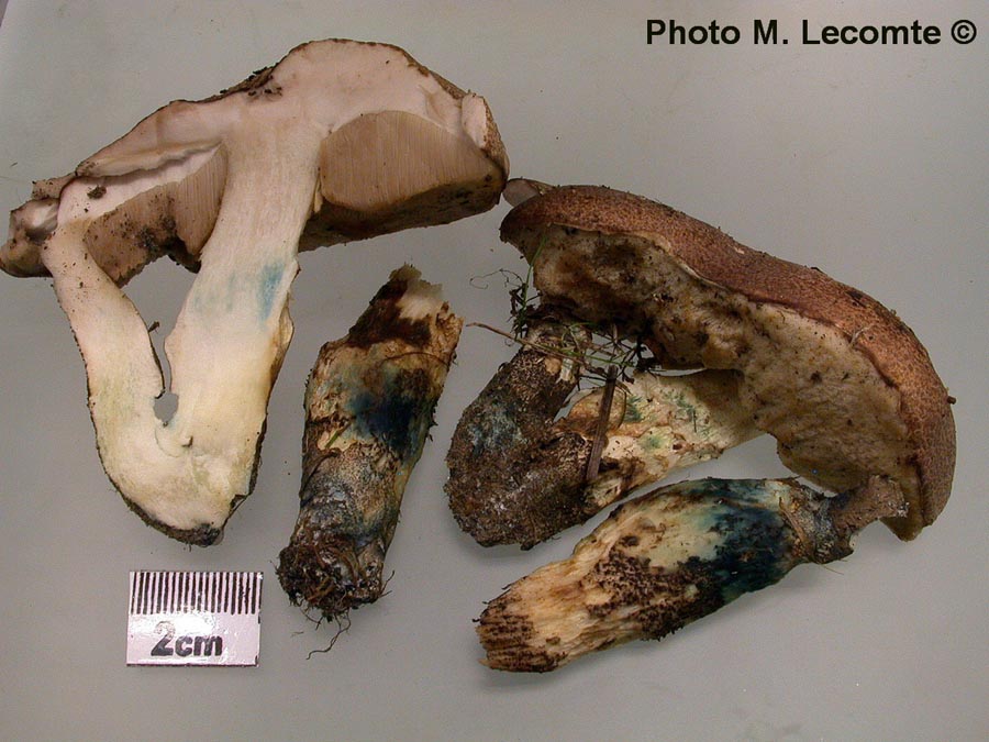 Leccinum duriusculum