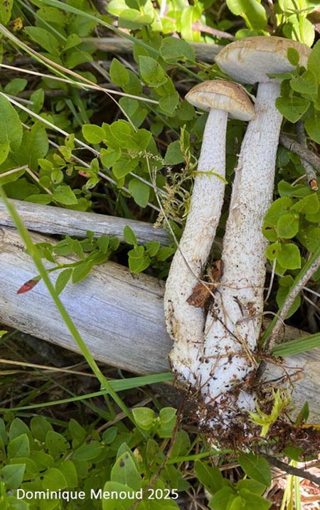 Leccinum holopus