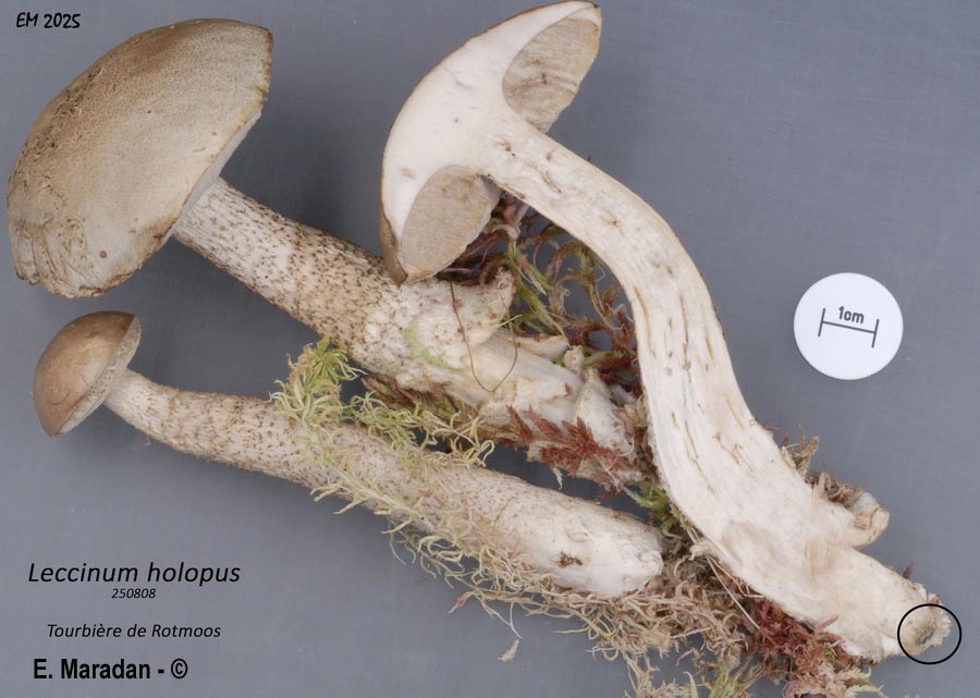 Leccinum holopus