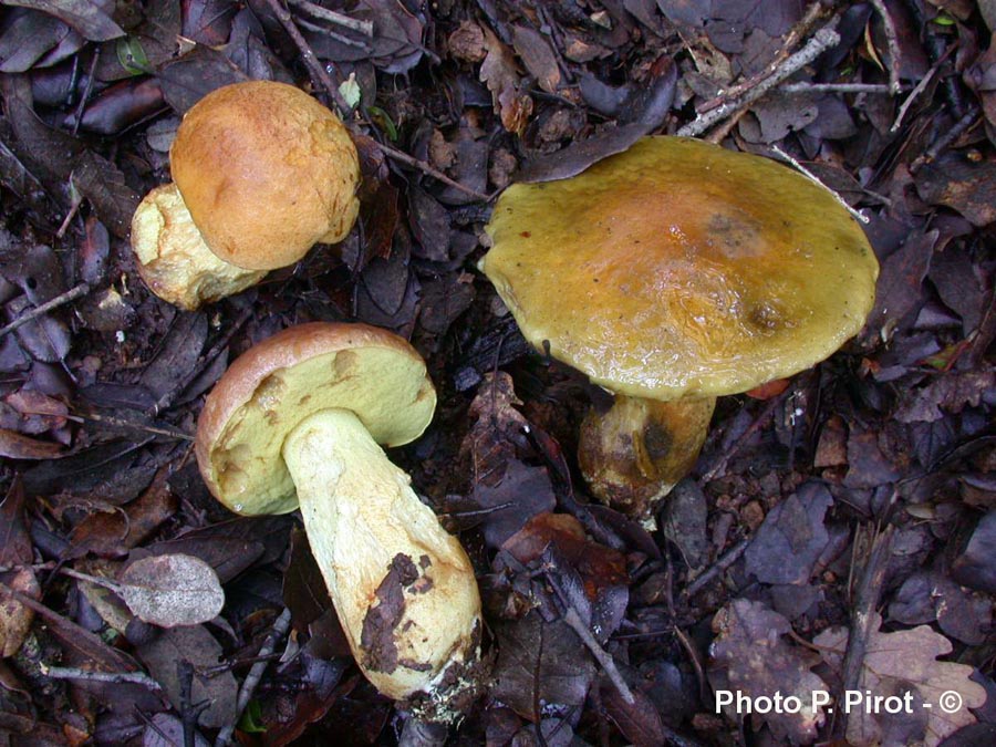 Leccinum lepidum