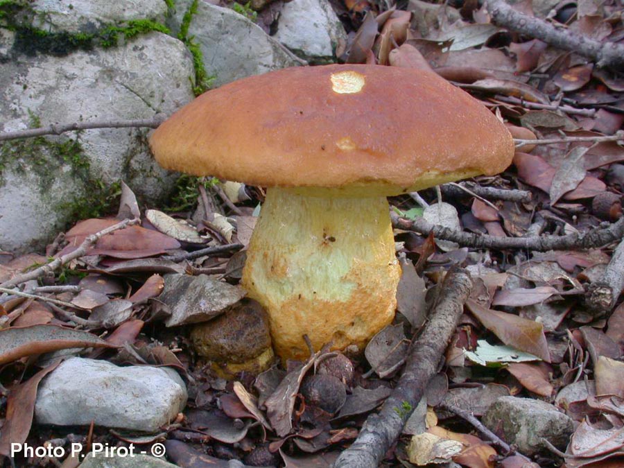 Leccinum lepidum