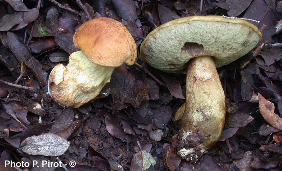 Leccinum lepidum