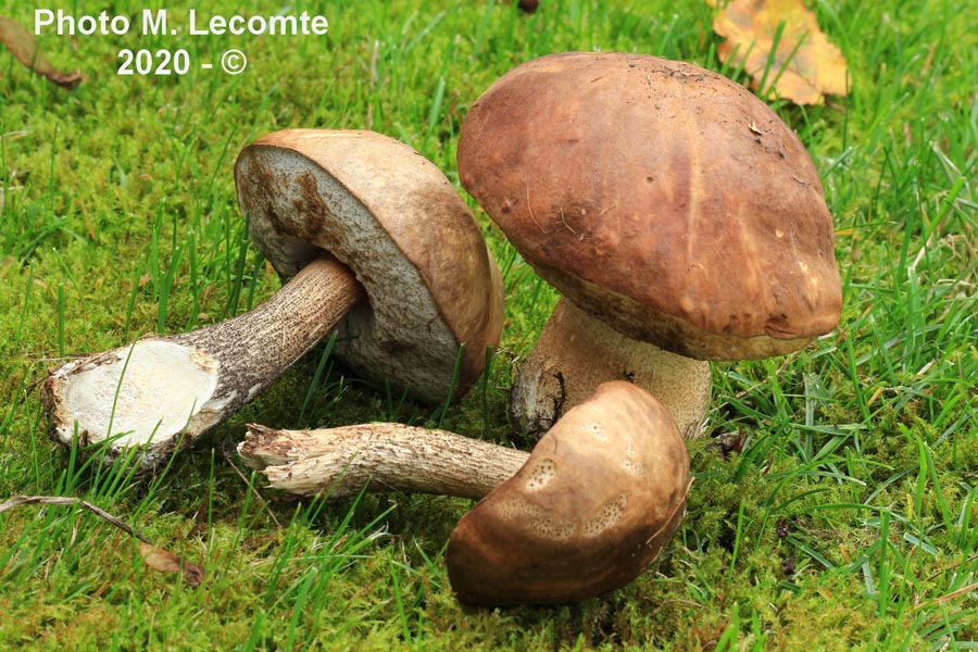 Leccinum molle