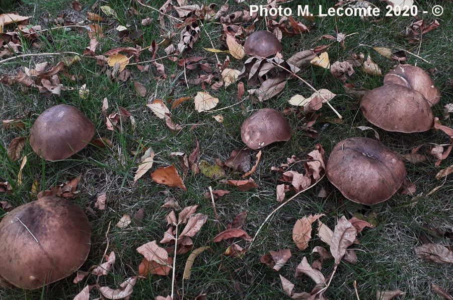 Leccinum molle