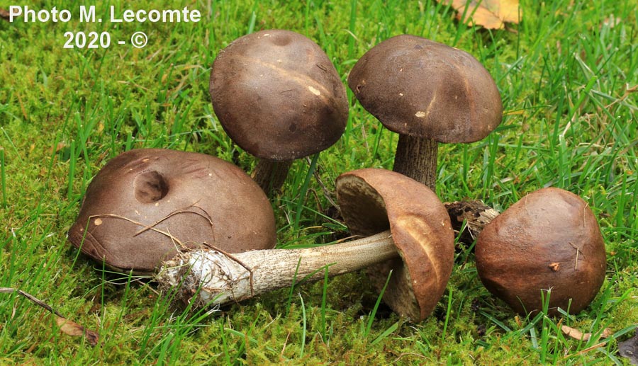 Leccinum molle