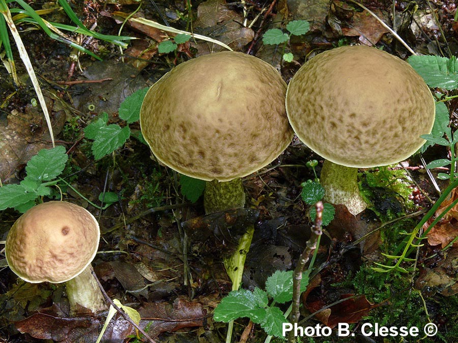 Leccinum pseudoscabrum