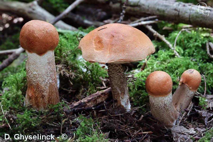 Leccinum quercinum