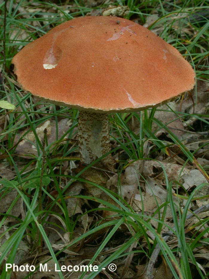 Leccinum quercinum