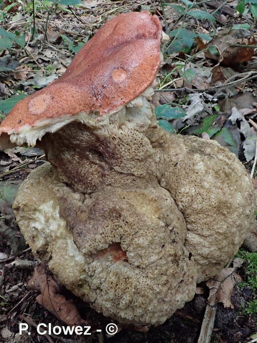 Leccinum quercinum