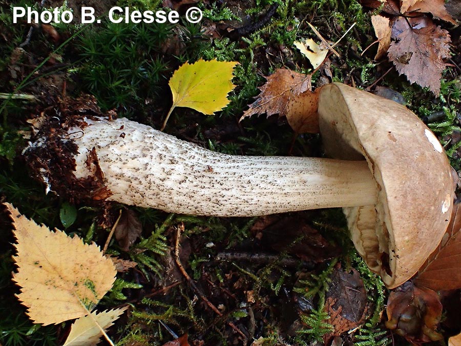 Leccinum scabrum