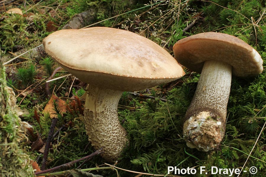 Leccinum scabrum