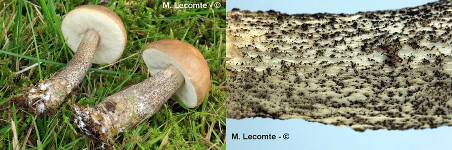 Leccinum scabrum