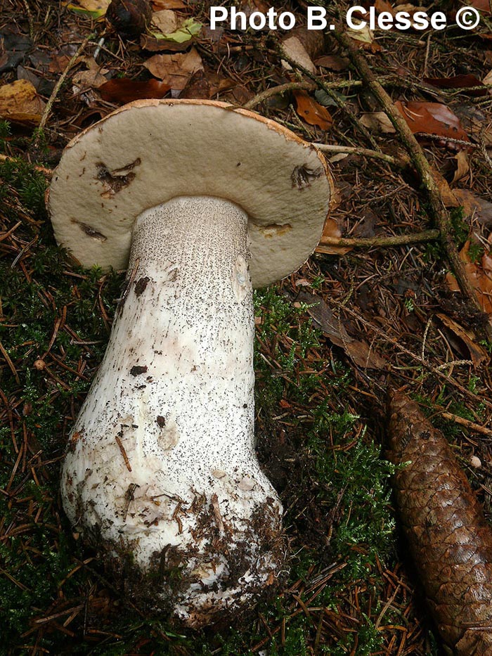 Leccinum versipelle