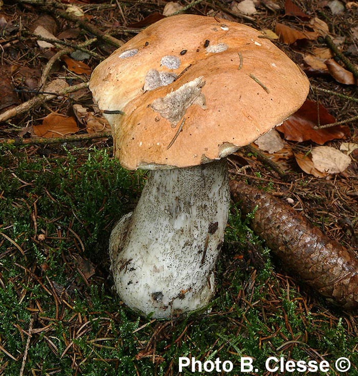 Leccinum versipelle