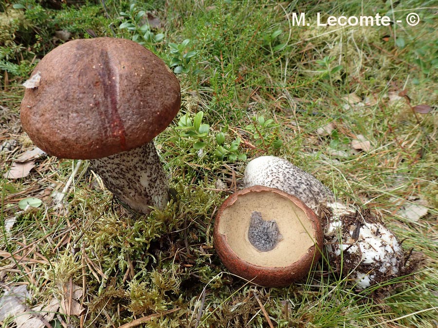 Leccinum versipelle