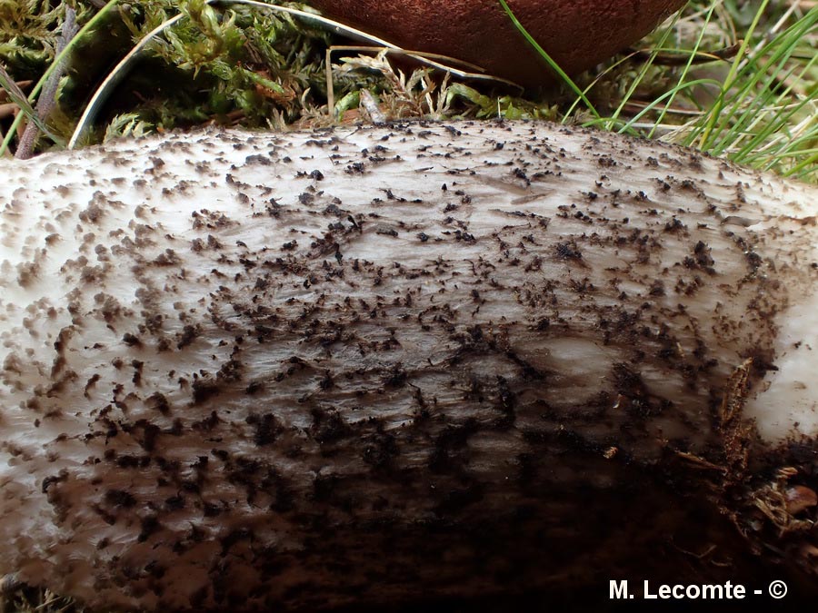 Leccinum versipelle