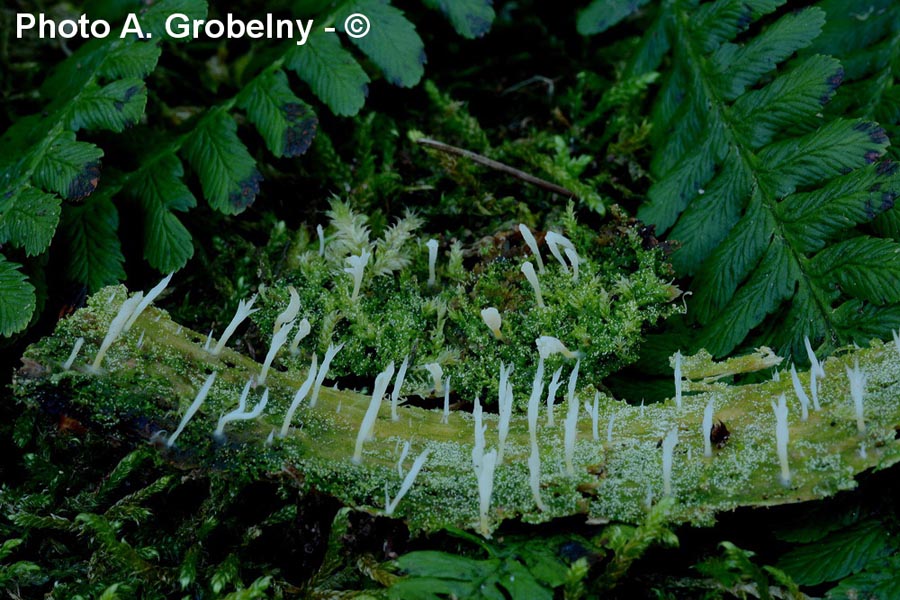 Lentaria mucida