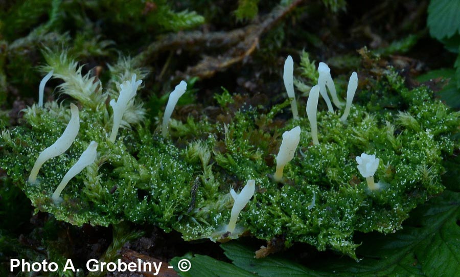 Lentaria mucida