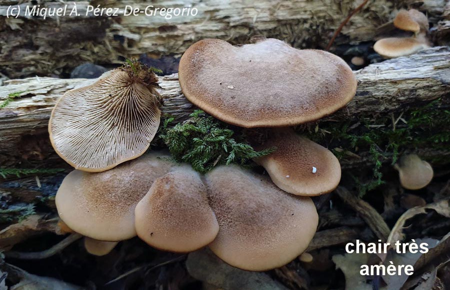 Lentinellus castoreus (Lentinellus castoreus f. ochropallidus)