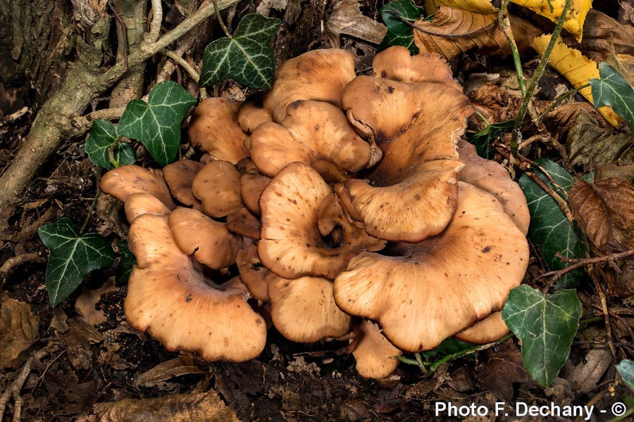 Lentinellus cochleatus (Lentinellus cochleatus var. inolens)