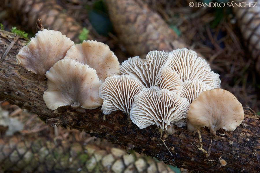 Lentinellus flabelliformis