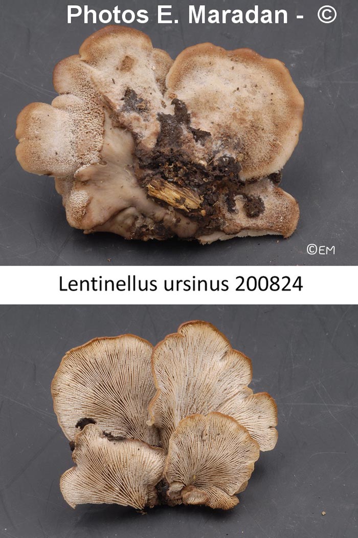 Lentinellus ursinus