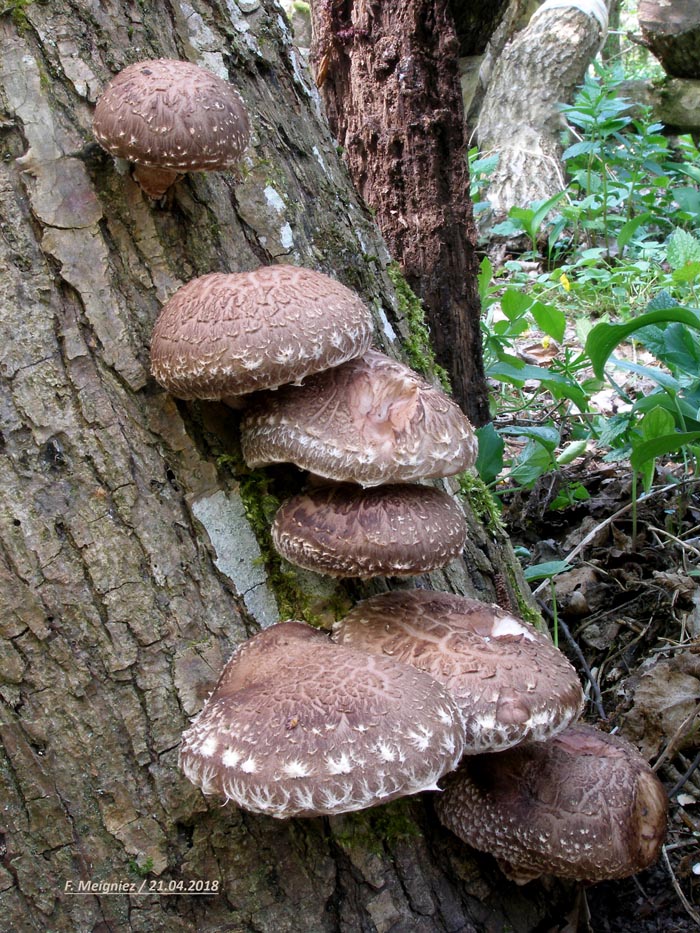 Lentinus edodes