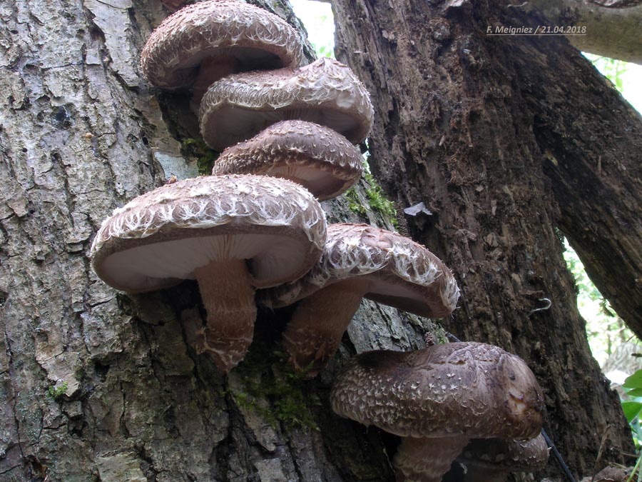 Lentinus edodes