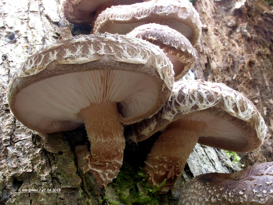 Lentinus edodes