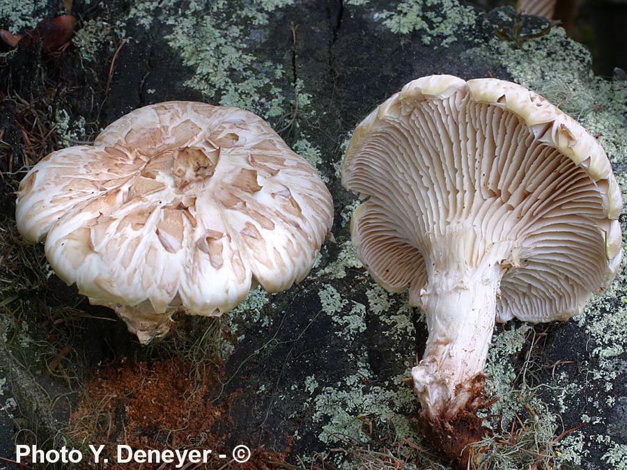 Lentinus lepideus