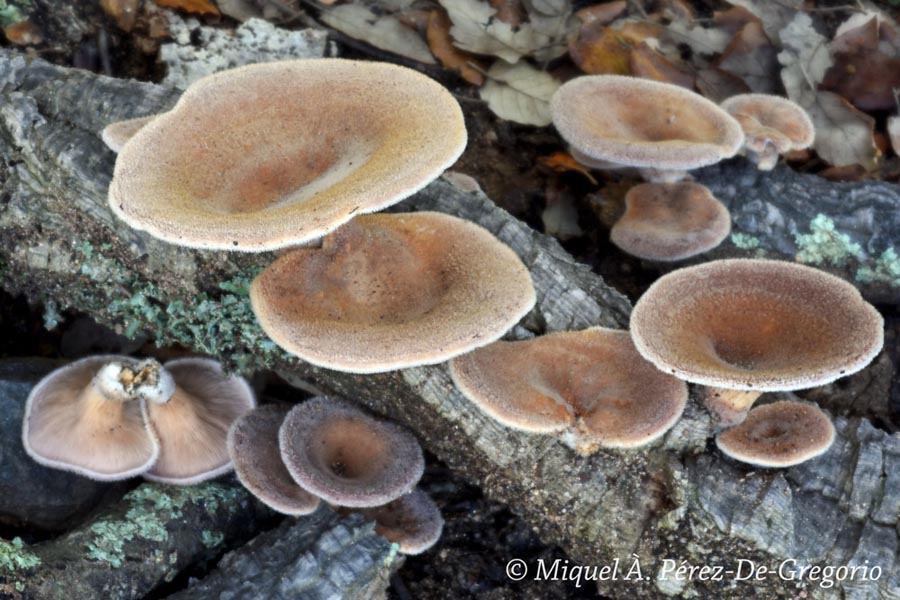 Lentinus strigosus (= Panus lecomtei, Panus rudis)