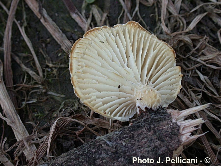 Lentinus suavissimus