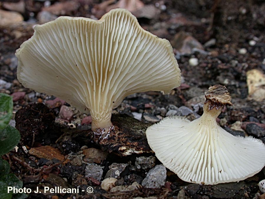 Lentinus suavissimus (Neofavolus suavissimus)