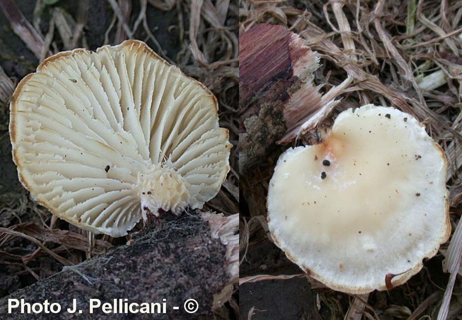 Lentinus suavissimus (Neofavolus suavissimus)