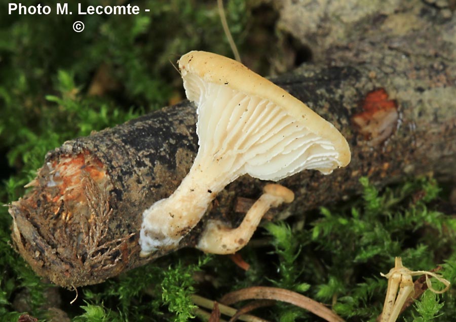 Lentinus suavissimus (Neofavolus suavissimus)