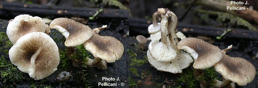 Lentinus tigrinus