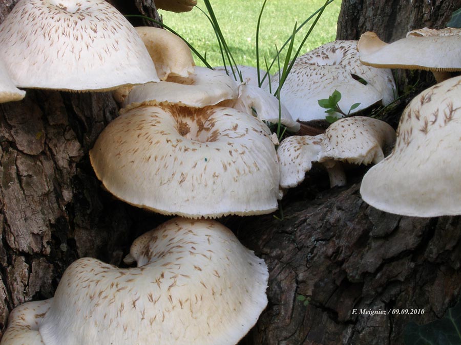 Lentinus tigrinus