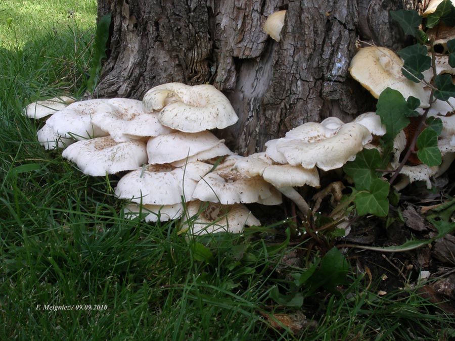 Lentinus tigrinus