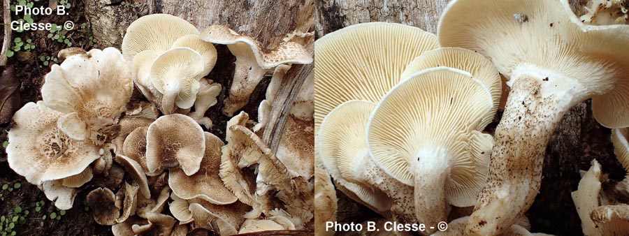 Lentinus tigrinus