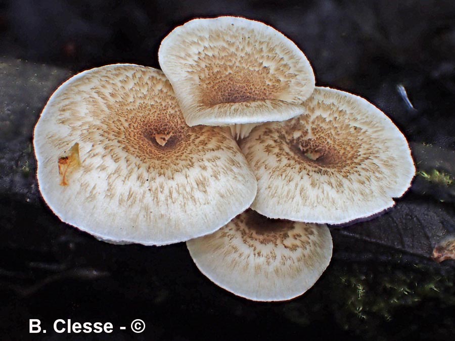 Lentinus tigrinus